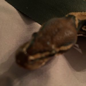 Meet your Posher, Sydney